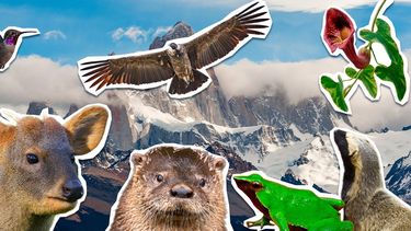 huillin, pudu, picaflor de arica y ranita de darwin: las especies nativas de chile que estan desapareciendo