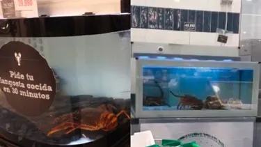 Práctica que provoca sufrimiento extremo: Justicia acoge querella contra Jumbo por maltrato de langostas