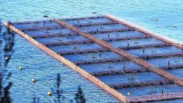 La guerra submarina de la industria salmonera contra los pueblos originarios y defensores de la naturaleza en Chile La guerra submarina de la industria salmonera contra los pueblos originarios y defensores de la naturaleza en Chile