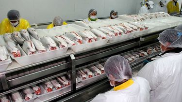 Elaboran primer ranking de empresas con mayor uso de antibióticos en la salmonicultura chilena