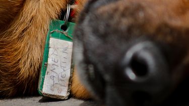 Joven murió en La Serena tras ser atropellado cuando huía de una jauría de perros