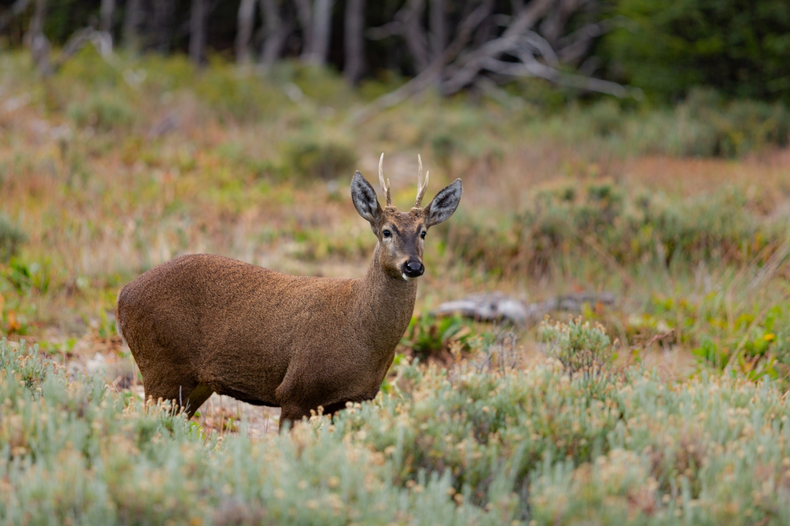 Huemul.&nbsp;