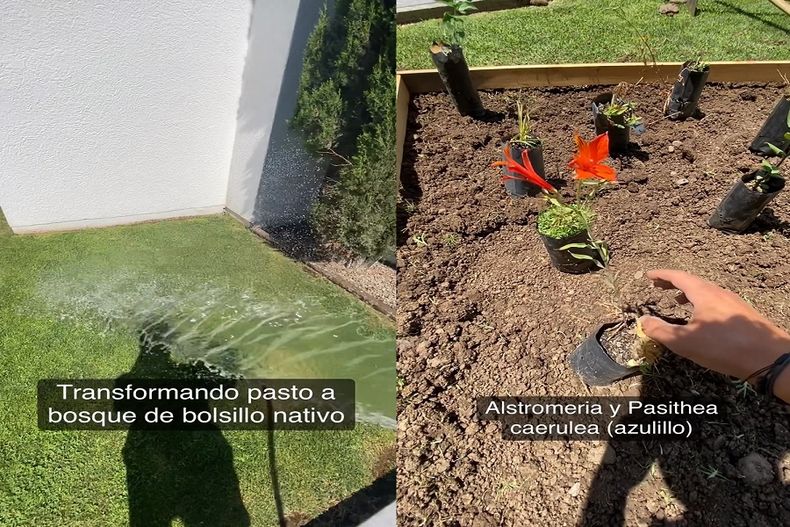 BOSQUE NATIVO.jpg