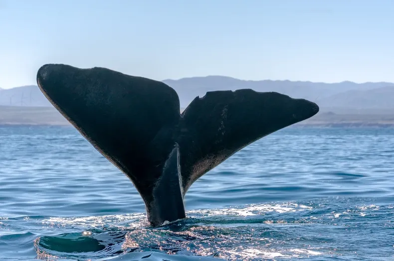 30632 cachalote.webp