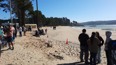 Pingueral: Armada confirma hallazgo de cuerpo de hijo menor de matrimonio perdido en playa
