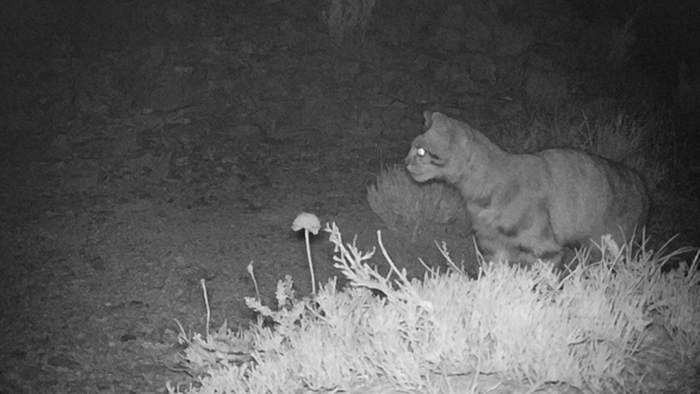 El gato andino habita más al sur de lo que se creía: es avistado en Maule por primera vez