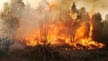 El Desconcierto | incendio1.jpg