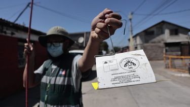 Mosca de la fruta llega a Región Metropolitana: Llaman a no sacar vegetales de comuna afectada