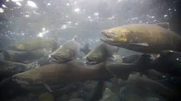 Salmoneras en Chile aumentaron 10% el uso de antibióticos en un año: Científicos alertan por resistencia bacteriana