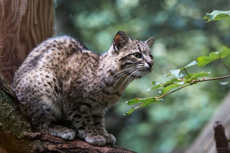 gato de geoffroy ccloudtail the snow leopard flickr 1 e1674571820375.jpg