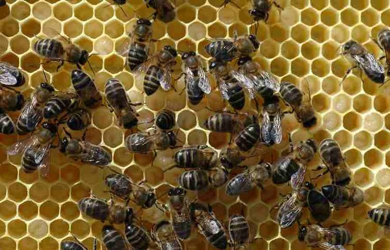 ABEJAS 26 3 21 compressed.jpg