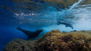 Biodiversidad en los mares del archipiélago de Juan Fernández. Foto: Oceana Chile.&nbsp;