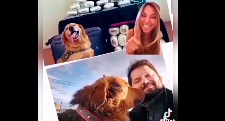 perro.jpg