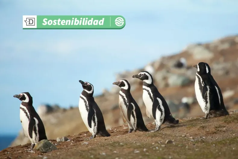 19818 diseno sin titulo 2025 07 28t125804.webp