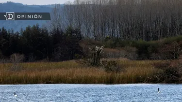 El Desconcierto | 11027 humedal en valdivia.webp