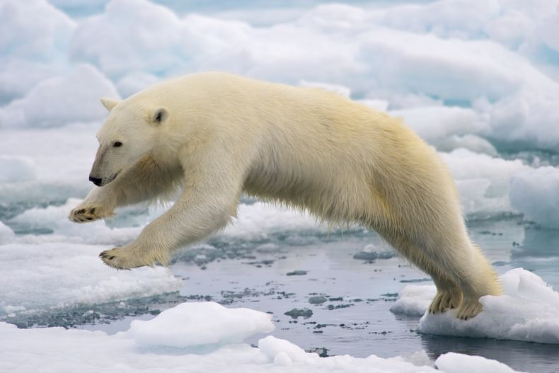 Los contaminantes tambien amenazan al oso polar 1.jpg