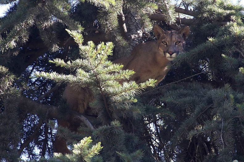 7615 puma.jpg
