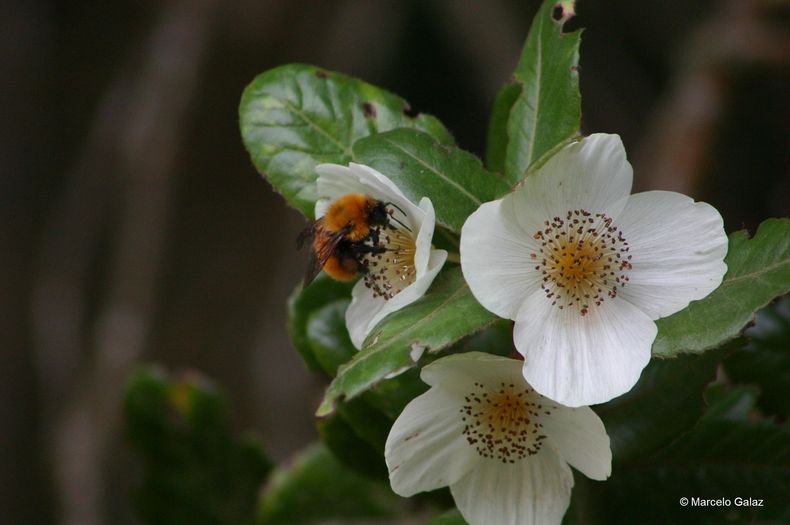 3 Abejorro nativo Bombus dahlbomii Marcelo Galaz.jpg