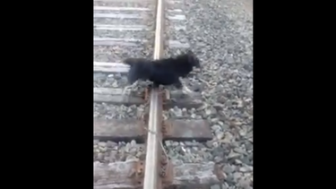 VIDEO| Maquinista detiene su tren para salvar a perrito que fue encadenado a la vías