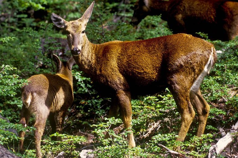 Huemules en la Patagonia.jpg