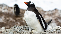 Ejemplares de pingüino papúa se verían afectados por crisis climática. -Foto: Claudia Ulloa. Ejemplares de pingüino papúa se verían afectados por crisis climática. -Foto: Claudia Ulloa.