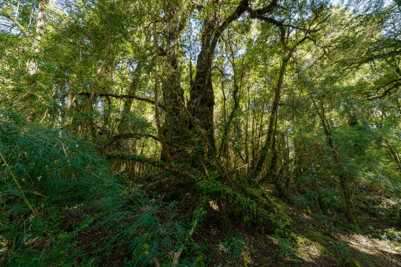 bosques de chiloe (1).png
