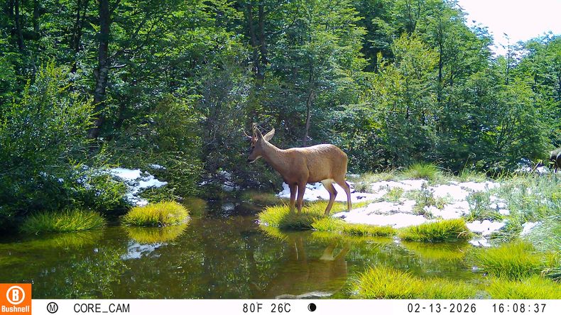 Huemul recorre valles de Cocham&oacute;.&nbsp;