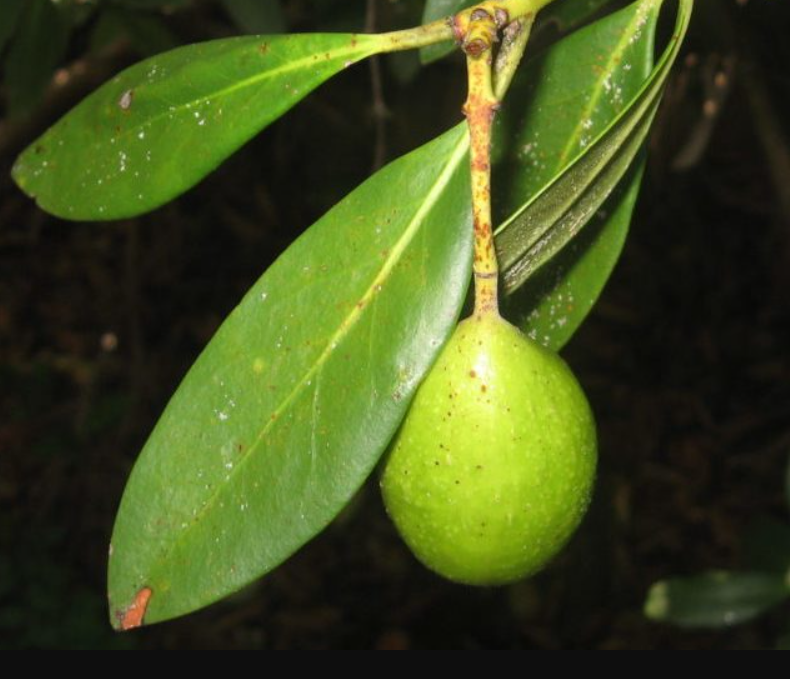 Queule, árbol endémico de Chile. BioGEM.