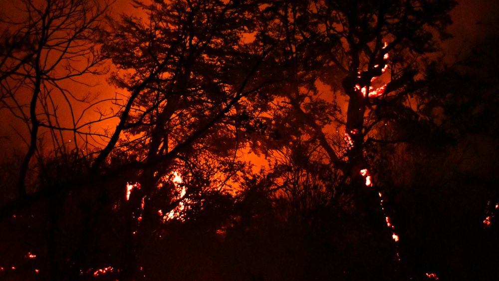 Incendios en Patagonia de Argentina no pueden ser extinguidos: Más de 45.000 hectáreas de área protegida destruidas