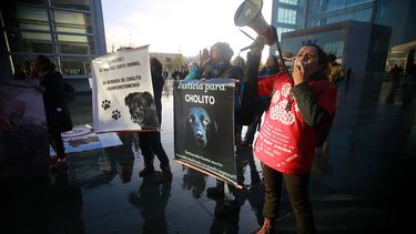 Caso Cholito: Imputados quedaron sin medidas cautelares tras formalización por maltrato animal
