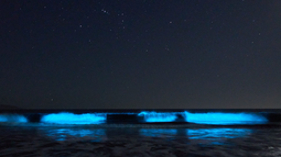 Bioluminiscencia en las costas de Guanaqueros, Región de Coquimbo. Bioluminiscencia en las costas de Guanaqueros, Región de Coquimbo.