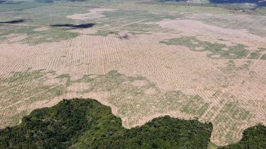 El Desconcierto | soy deforestation brazil 1440x720 1.jpg