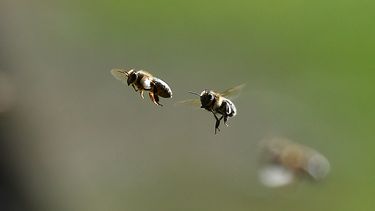 El Desconcierto | fumigacion mato a 15 millones de abejas de 187 colmenas en mariquina y suprema ordena reponerlas.jpg