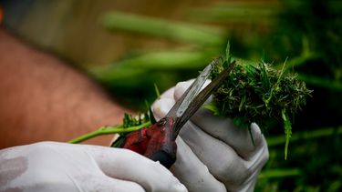 Chile inicia inédita venta de dos fármacos a base de cannabis sativa