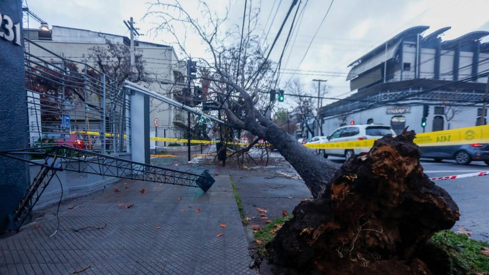 Día del Árbol: a la sombra de tres mil árboles menos en Providencia