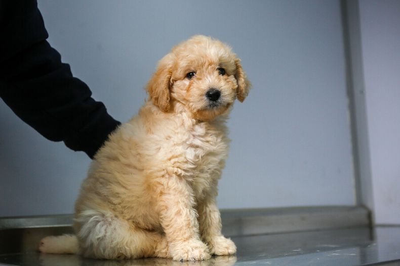 mascota murio por error de veterinario en operacion  corte le ordena pagar 2 millones a dueno.jpg