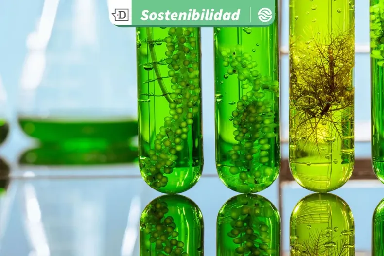 24986 diseno sin titulo 2025 10 29t113833.webp