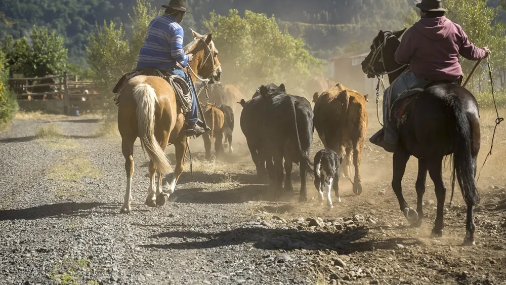 Arrieros de Antuco y San Fabián quedan finalistas en premio mundial de montañismo por impulsar el turismo cultural y natural