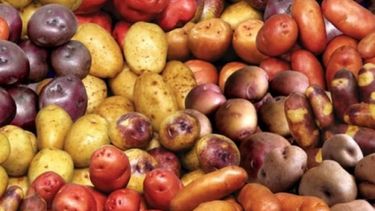 Guardadora de semillas: 90% de papas consumidas en el mundo tienen su origen en Chiloé