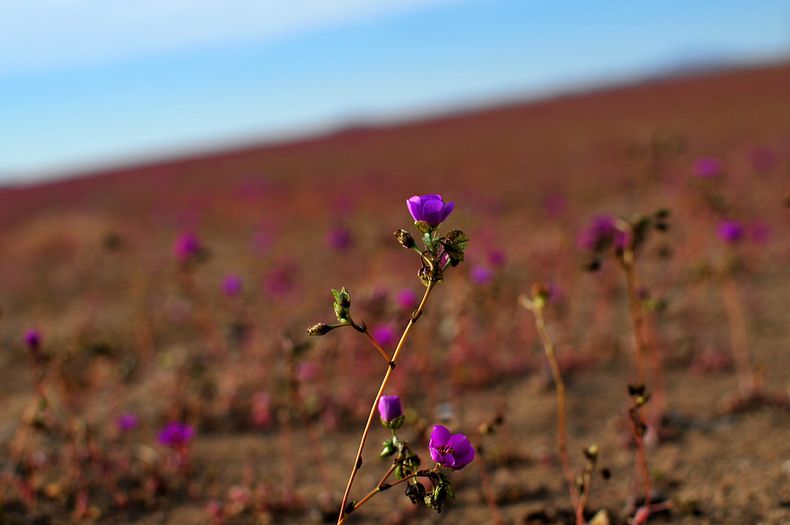 Flor pata de guanaco.jpg