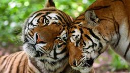 Tras más de un siglo: Informe de WWF destaca aumento de la población mundial de tigres