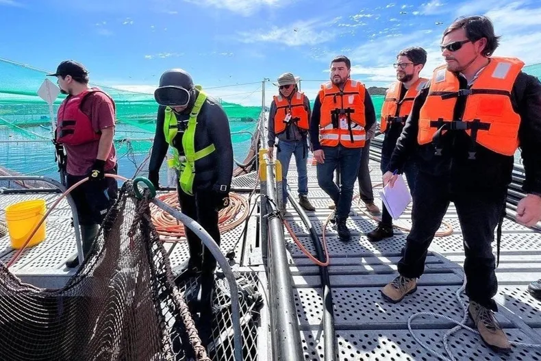 26918 buzos salmoneros.webp