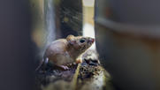 Hantavirus, enfermedad transmitida por roedores silvestres. Hantavirus, enfermedad transmitida por roedores silvestres.