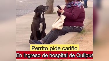 El Desconcierto | video perrito que pide carino afuera de hospital de quilpue es viral son angelitos.jpeg
