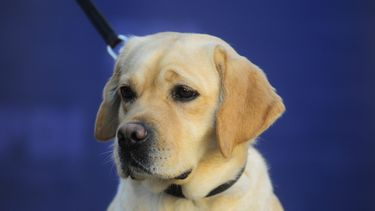 La caótica implementación de la Ley de Tenencia Responsable de Mascotas
