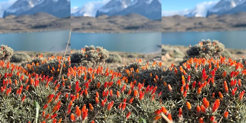 Inusual floración en la Patagonia a días del inicio del invierno / Cedida