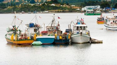 Sardina 100% a la pesca artesanal por estar en sus 5 millas de reserva piden en nueva Ley