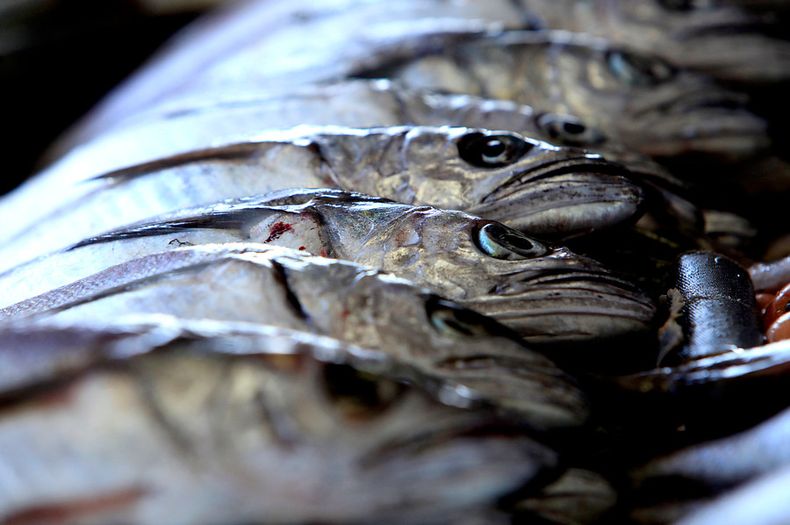 ya no se podra comer ni comprar merluza austral entra en veda desde los rios a magallanes.jpg
