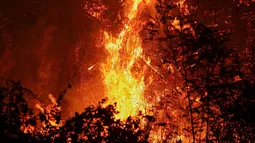 Incendio forestal en Pichidegua supera las 100 hectáreas quemadas y mantiene con Alerta Roja a la zona