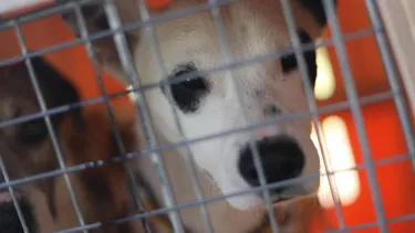 Las mascotas no son juguetes: Colmevet explica por qué no aconseja regalar animales durante Navidad